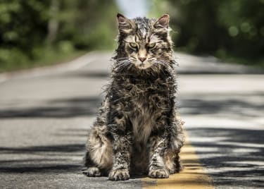 The Haunting Cast of Pet Sematary
