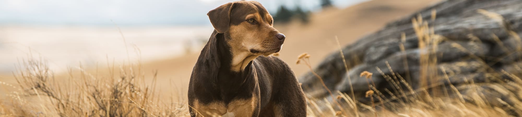 A Dog's Way Home
