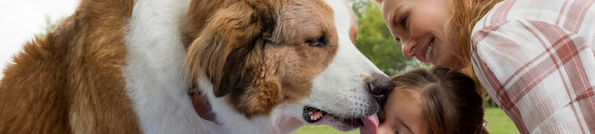 A Dog's Journey