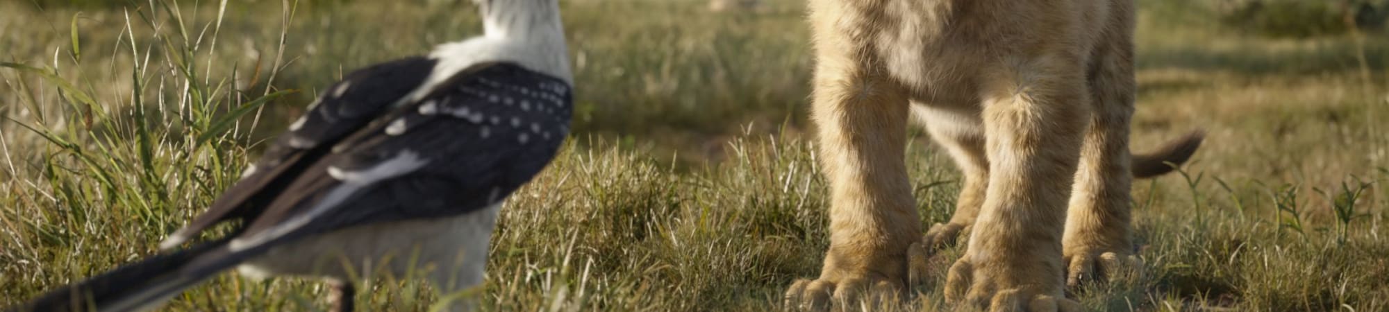 The Lion King