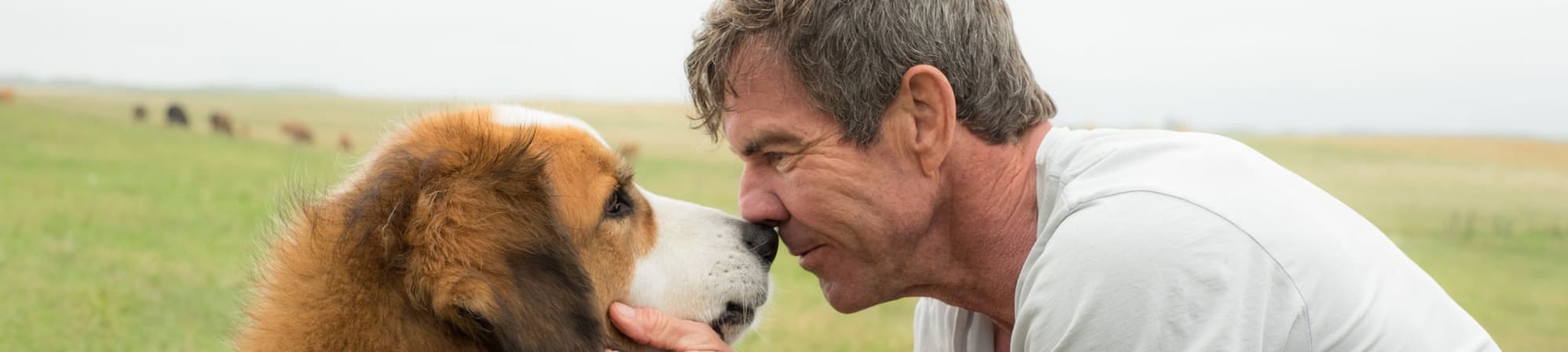 A Dog's Journey & A Dog's Purpose
