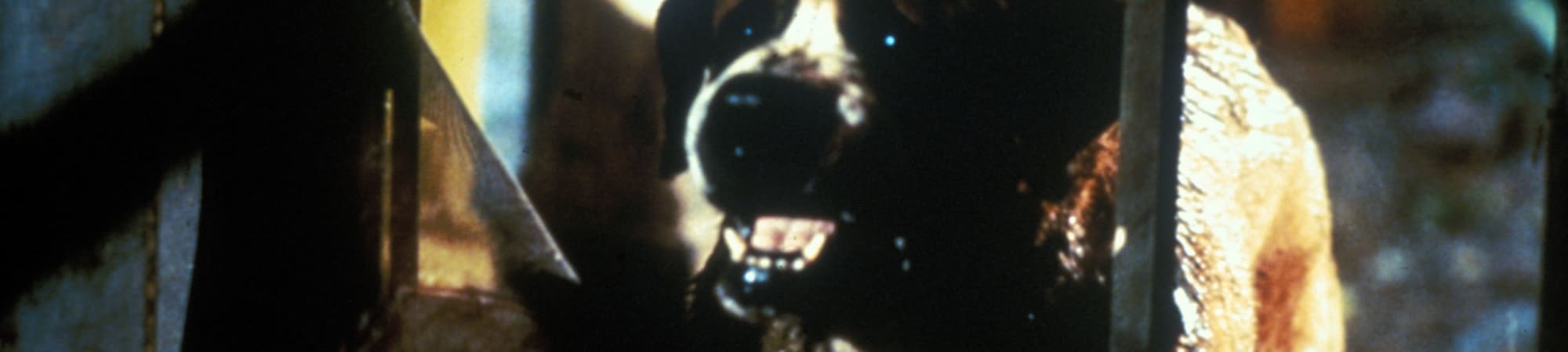 Cujo