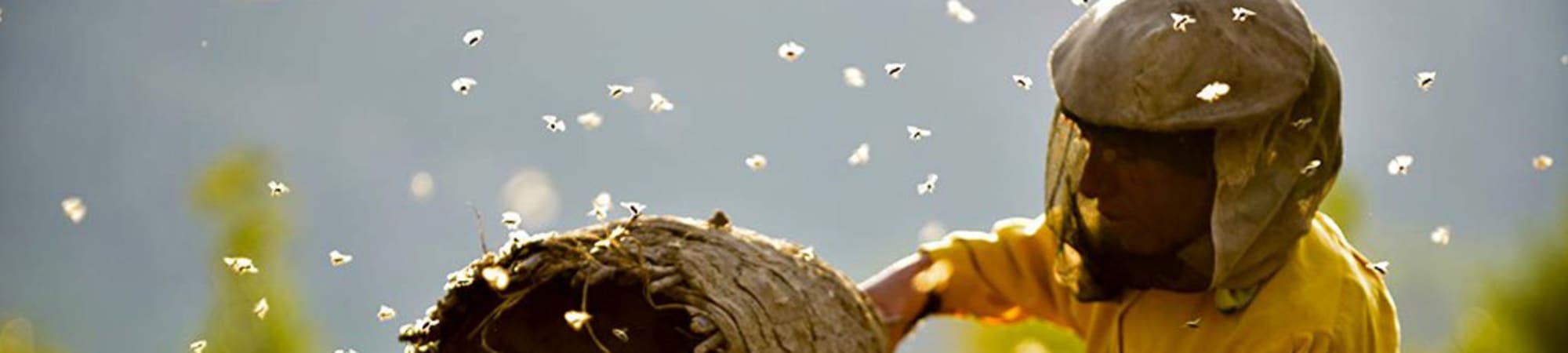 Honeyland