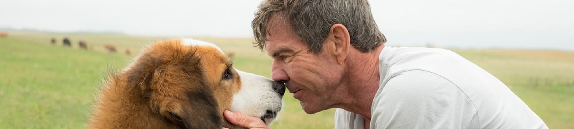 A Dog's Purpose