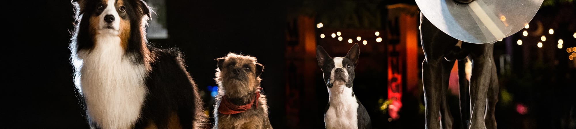 Strays - Hump Day Screening