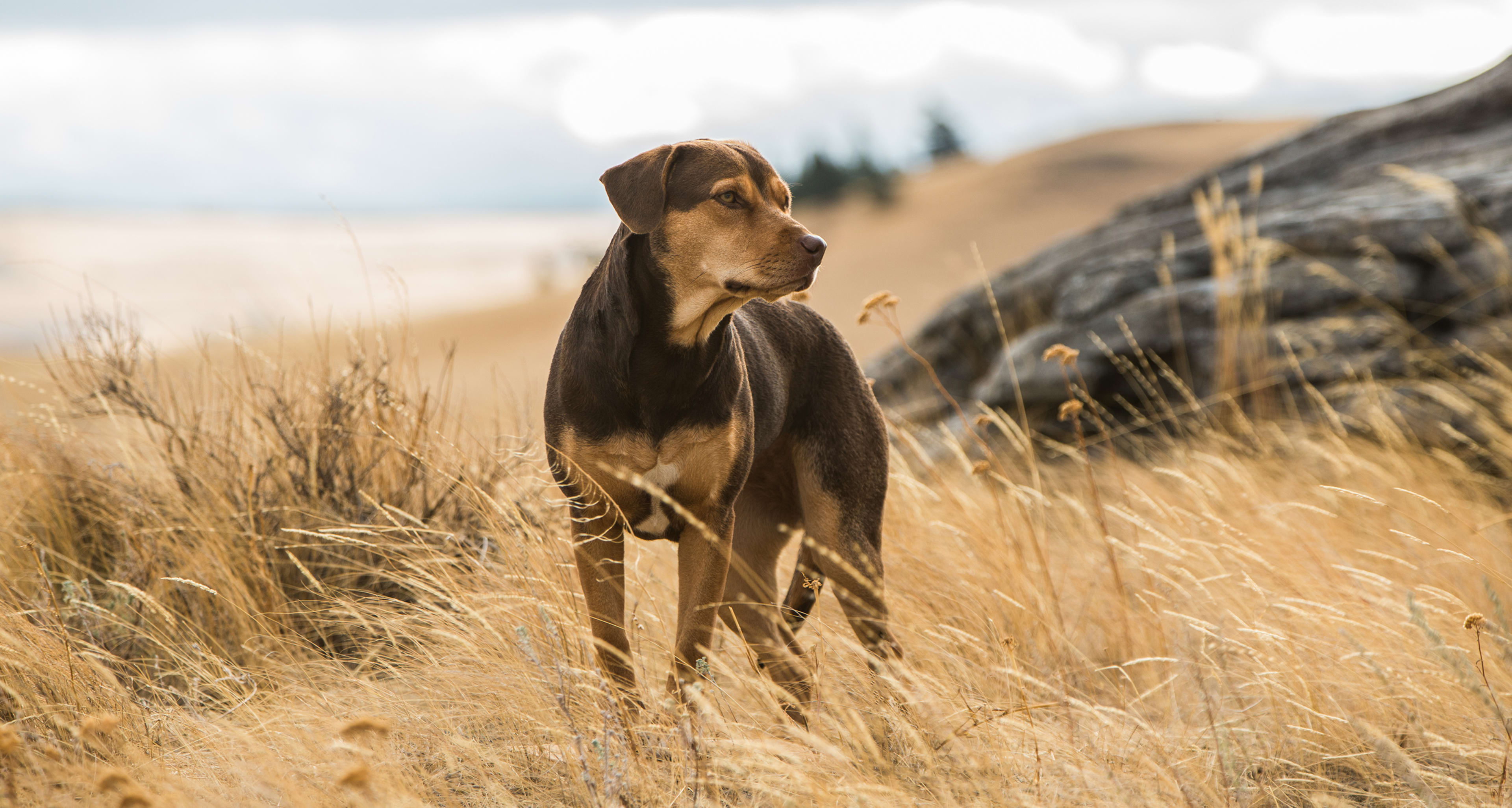 A Dog's Way Home