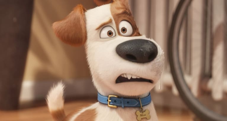 The Secret Life Of Pets