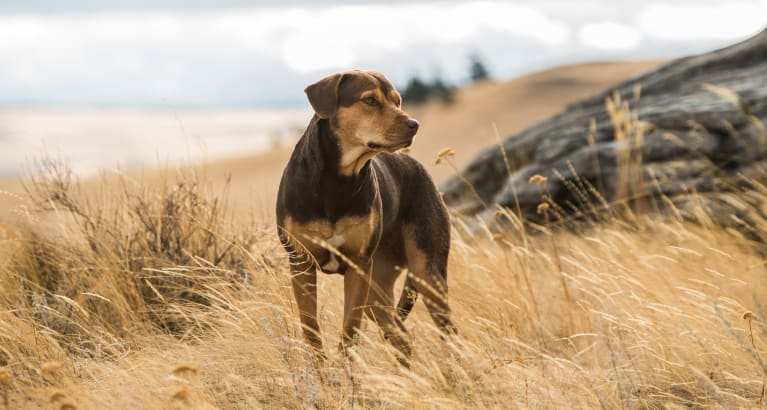 A Dog's Way Home
