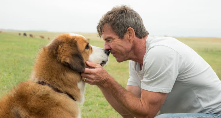 A Dog's Journey & A Dog's Purpose