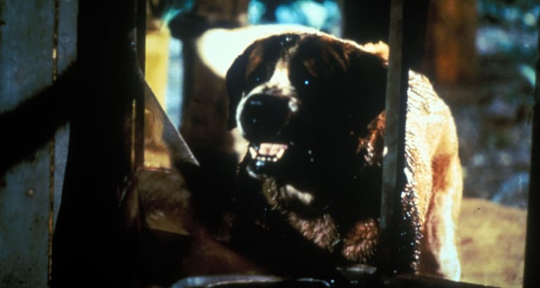 Cujo