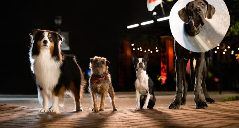 Strays - Hump Day Screening