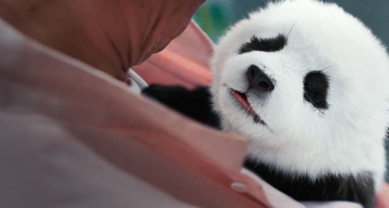 Panda Plan