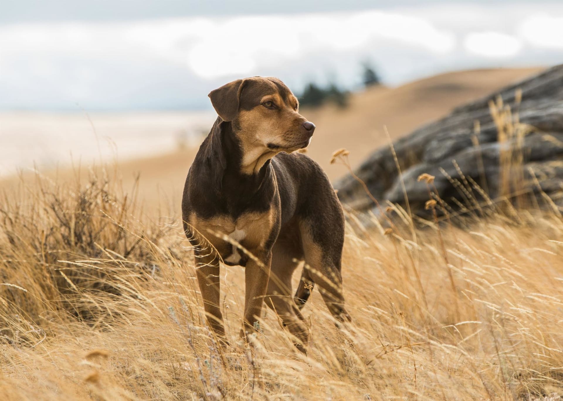 Meet the Humans in A DOG’S WAY HOME