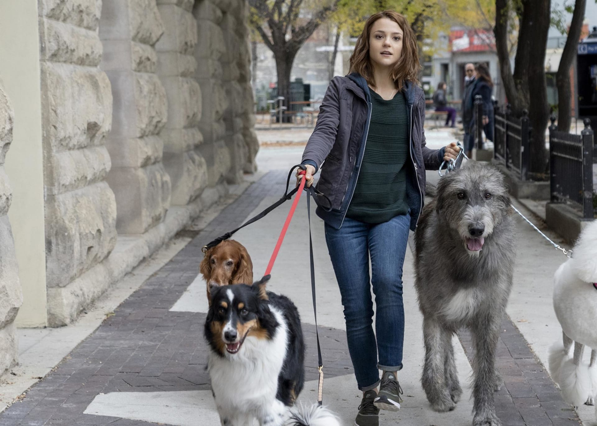 The Good Doggos of A Dog’s Journey