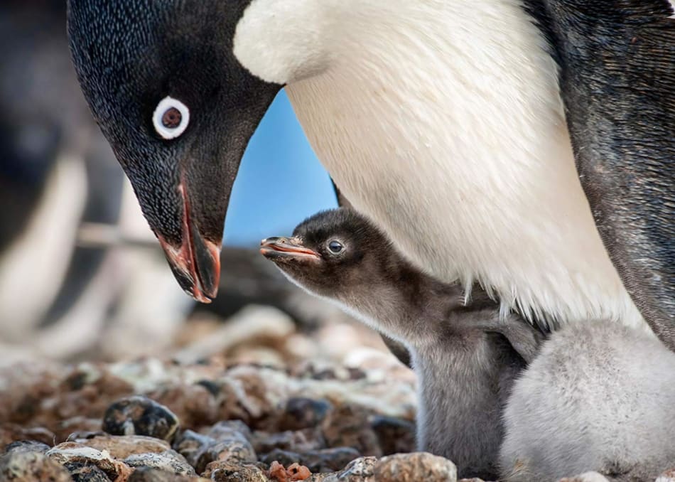 The Epic Journey of Disneynature and Penguins