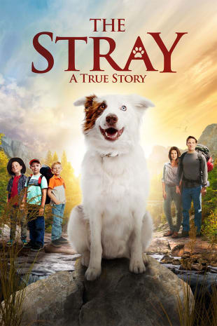 movie poster for The Stray