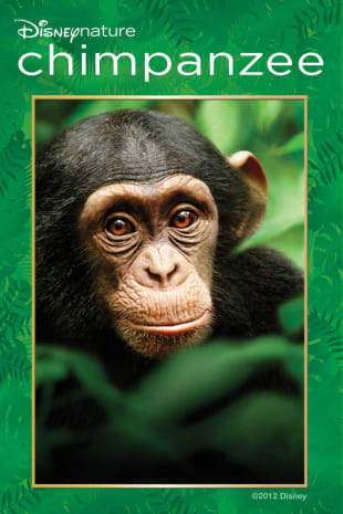 movie poster for Chimpanzee