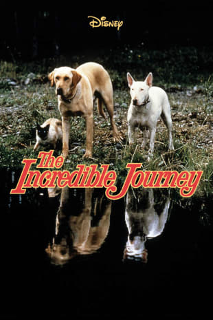 movie poster for The Incredible Journey