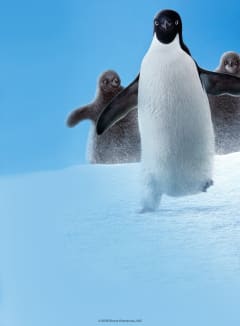 Penguins