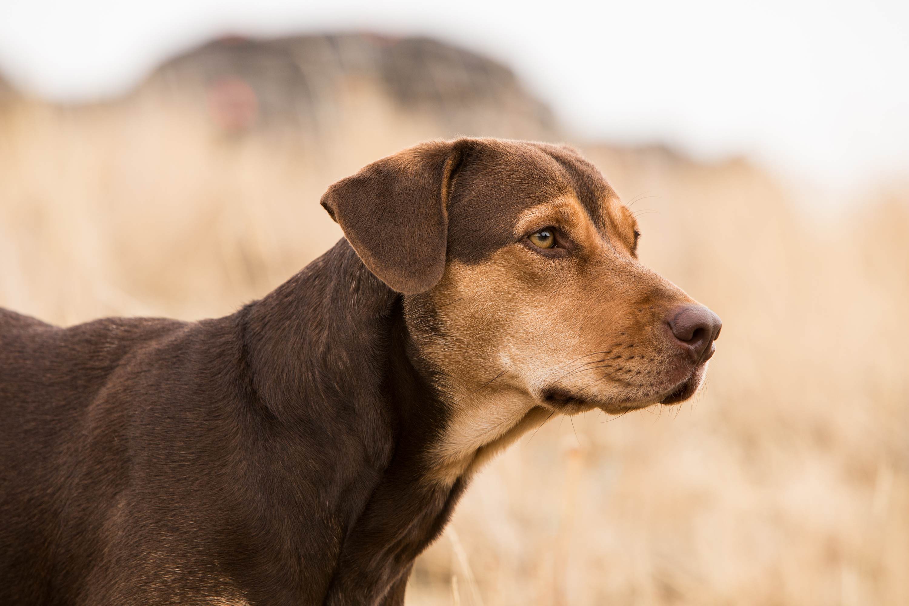 A Dog S Way Home Now Available On Demand