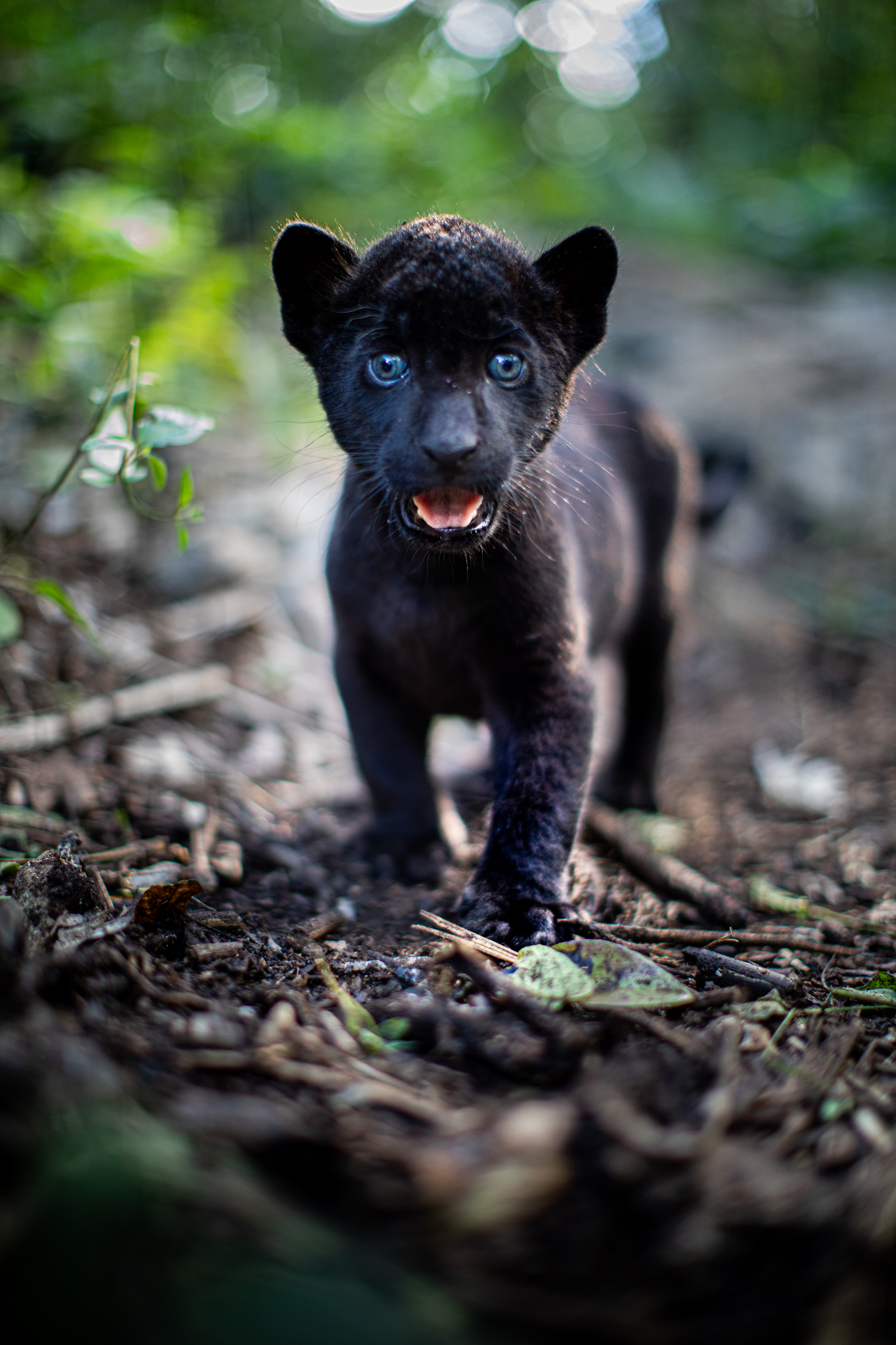 Autumn and the Black Jaguar